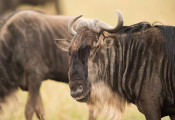 The wildebeest are also called as Gnu, these are even-hooved (ungulate) mammal