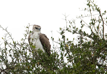 The martial eagle is a large eagle native to sub-Saharan Africa