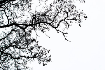 Dark silhouette of a tree on a background of light sky