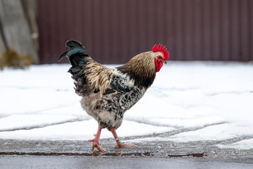 Beautiful medley rooster in winter in the backyard of the farm
