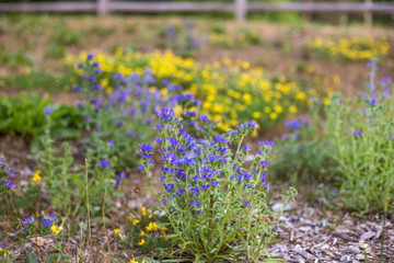 Little yellow and blue wildflowers with blurred wooden chips foreground and fence background