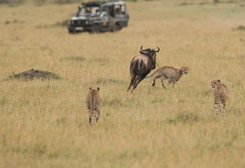 Naklejka na ściany i meble Cheetah hunting a wildebeest