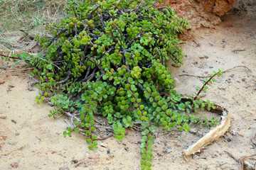Natural Siwan plants in the house’s garden 