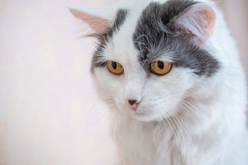 portrait of a white fluffy old cat that looks down
