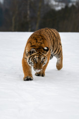 Siberian Tiger running in snow. Beautiful, dynamic and powerful photo of this majestic animal. Set in environment typical for this amazing animal. Birches and meadows