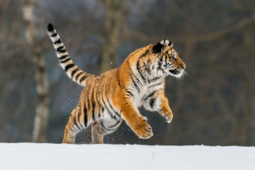Siberian Tiger running in snow. Beautiful, dynamic and powerful photo of this majestic animal. Set in environment typical for this amazing animal. Birches and meadows