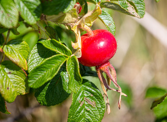 A Bright Red Rose Hip