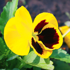 Beautiful Yellow and black flower pansies on the garden bed
