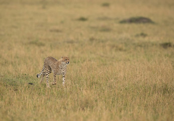 Naklejka premium Cheetah is a big cat also know as the hunting leopard