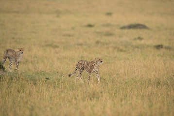 Cheetah is a big cat also know as the hunting leopard