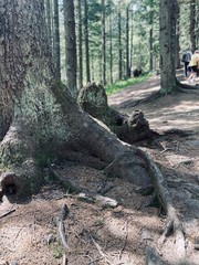 The trees  and roots in the forest. Tourism in summer. 