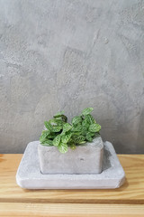 small plant in a cement pot on wood table.