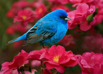 Creative summer composition. Flowers and Bluebird. Beauty of nature.
