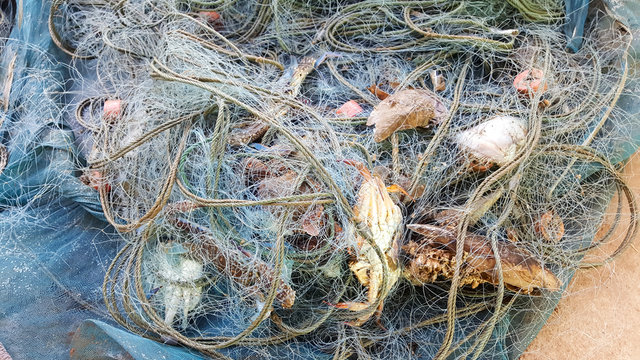 Fresh Crabs Caught In Crab Nets.