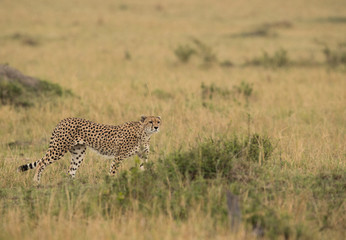 Cheetah is a big cat also know as the hunting leopard