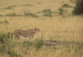 Cheetah is a big cat also know as the hunting leopard