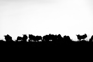 The wildebeest are also called as Gnu, these are even-hooved (ungulate) mammal