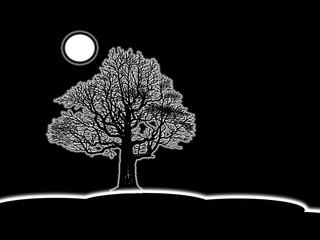 Oak tree silhouette at night