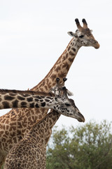 Giraffe is the tallest living terrestrial animal
