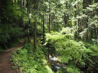 Hossawa Falls in tokyo, JAPAN