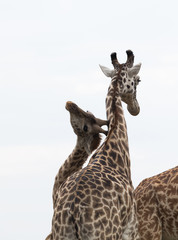 Giraffe is the tallest living terrestrial animal