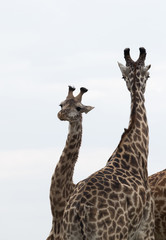 Giraffe is the tallest living terrestrial animal
