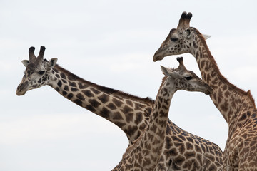 Giraffe is the tallest living terrestrial animal