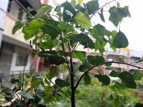 Ragi or Arale mara tree
