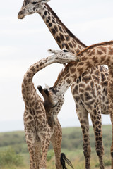 Giraffe is the tallest living terrestrial animal