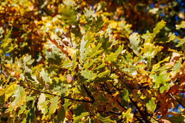 Colorful autumn oak leaves on the branch of oak tree in the forest