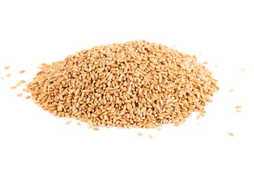 Wheat grains