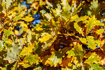 Colorful autumn oak leaves on the branch of oak tree in the forest