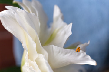 White lily blur abstract close up background.