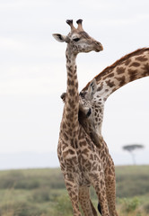 Giraffe is the tallest living terrestrial animal