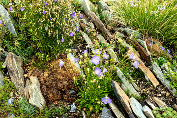 Fototapeta na wymiar Beautiful lilac flowers against the backdrop of a mountain of stones.