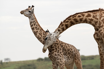 Giraffe is the tallest living terrestrial animal