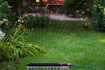 watering the lawn using a sprinkler