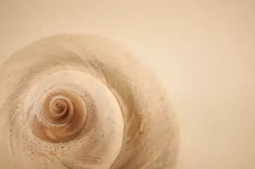 Poster Moon snail shell found in the Comox Valley, Vancouver Island, British Columbia, Canada © AppleGroveDesigns