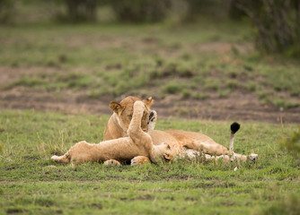 The lion is one of the four big cats and belongs to genus Panthera