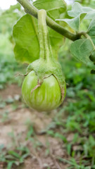 green eggplant on a bush