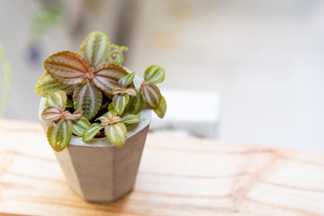 small plant in cement pot