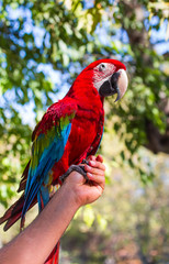 Colorful Macaw sitting on a man hand's - Beautiful colorful parrot in nature 