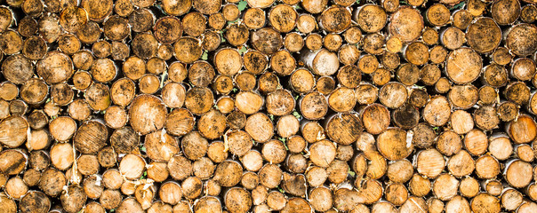 Tree stumps background. Pieces of teak wood stump background. Round teak wood stump. Round teak woods trees circle stumps cutted group