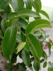 close up of a green banyan plant 