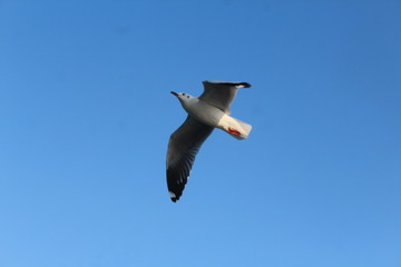 Seagull on blue sky background