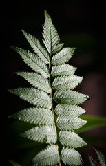 Green leaves of tree in park