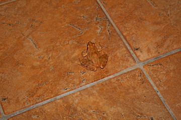 camouflaged red frog