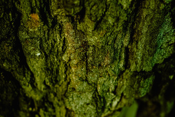 Macro shot of a tree bark. large structural texture
