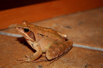 camouflaged red frog