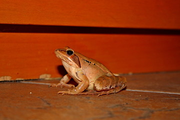 camouflaged red frog
